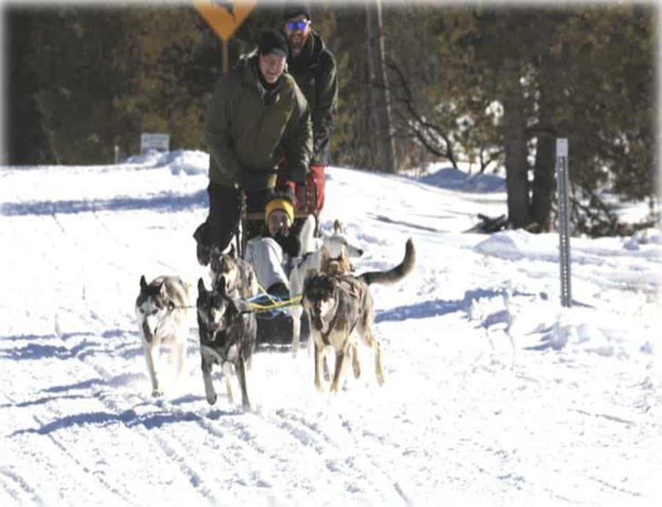 The power of teams- Dogsled