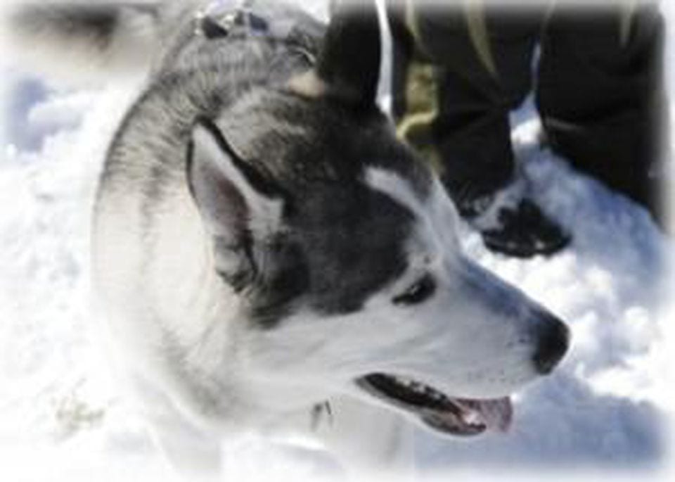 The Power of Teams- Kestler